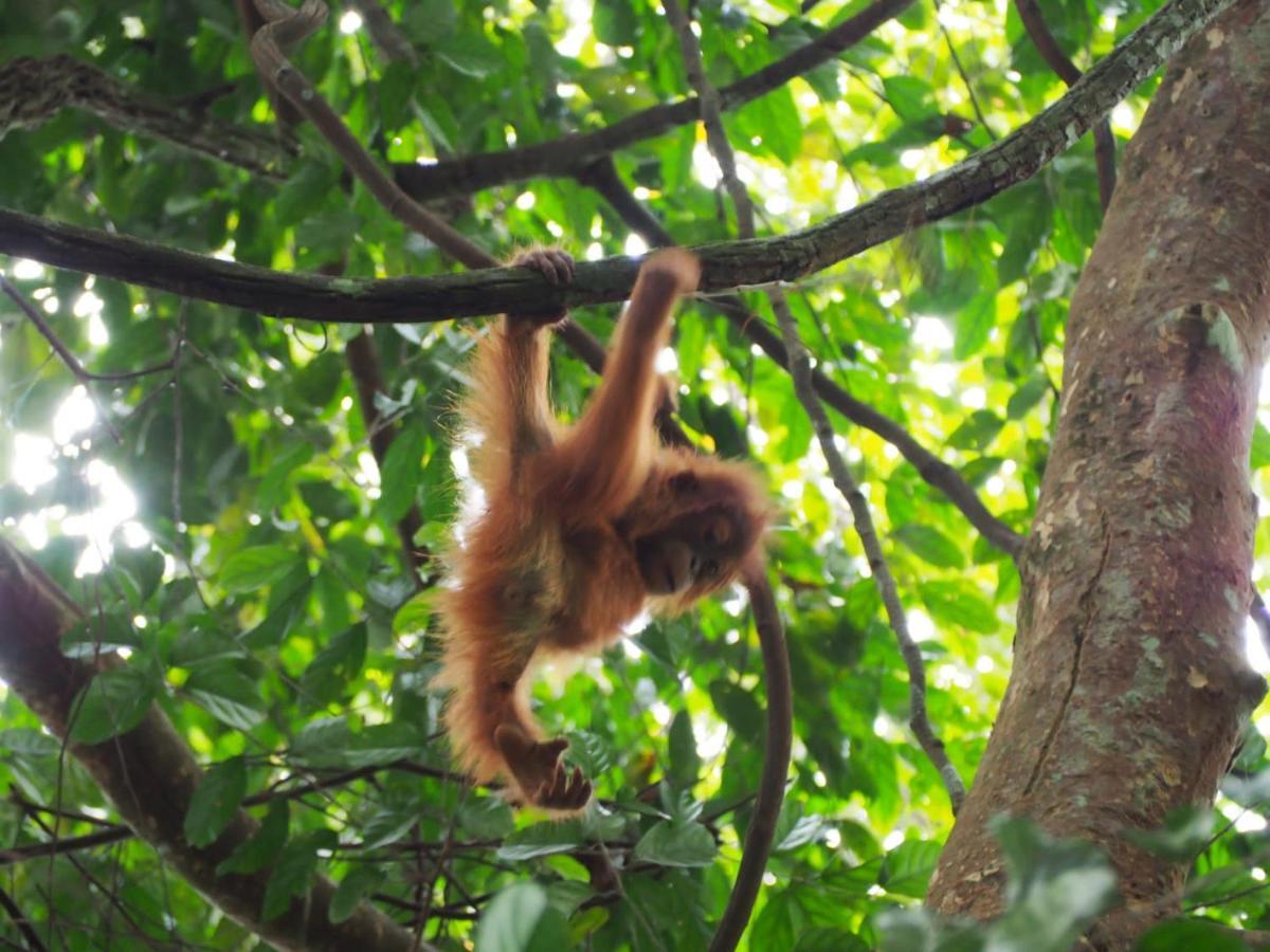 Lucky Bamboo'Bungalows-Resto And Orangutan Jungle Trekking Tours Букіт-Лаванґ Екстер'єр фото