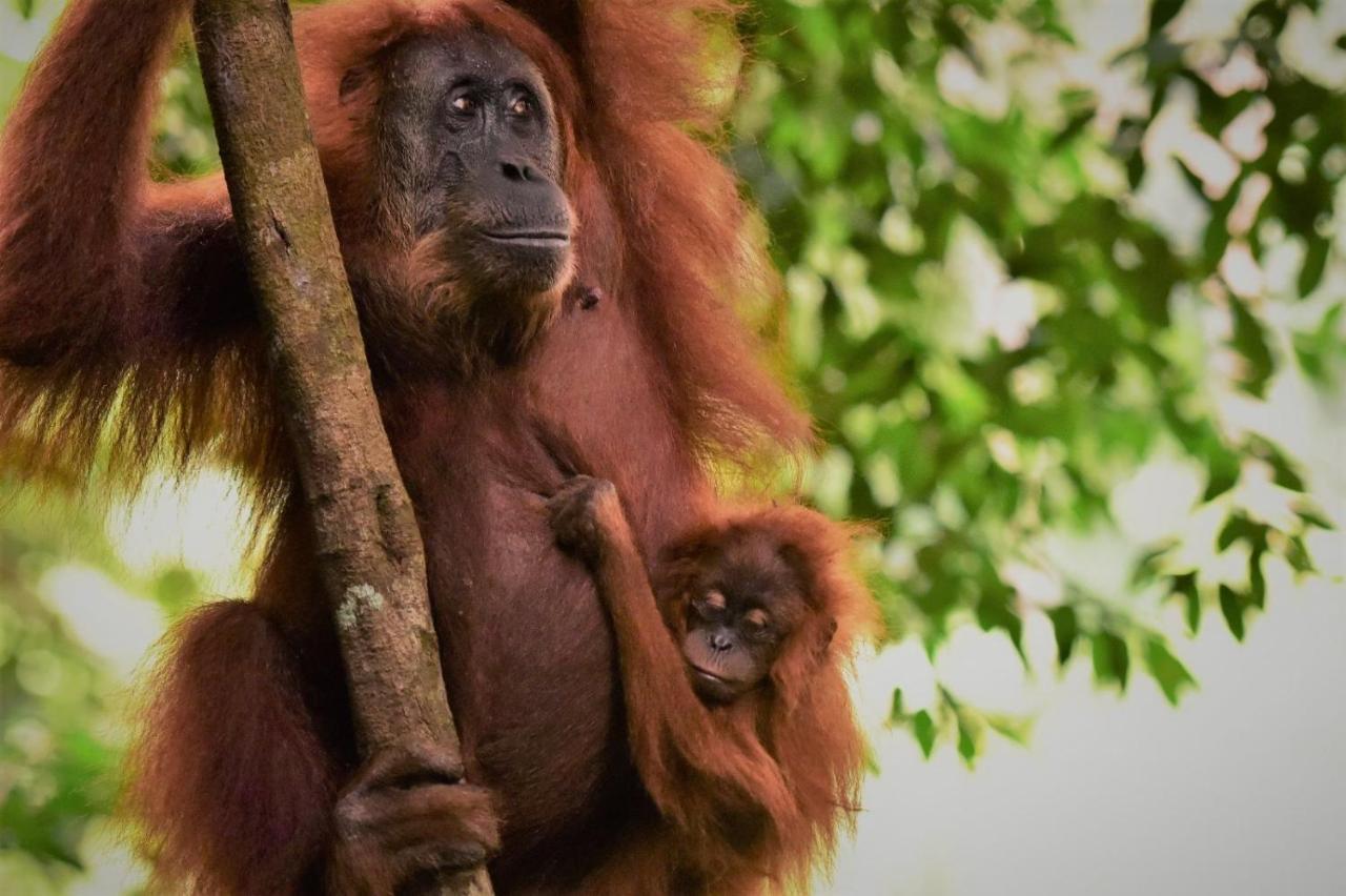 Lucky Bamboo'Bungalows-Resto And Orangutan Jungle Trekking Tours Букіт-Лаванґ Екстер'єр фото