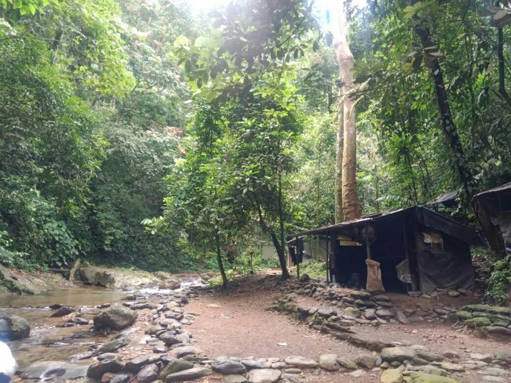 Lucky Bamboo'Bungalows-Resto And Orangutan Jungle Trekking Tours Букіт-Лаванґ Екстер'єр фото