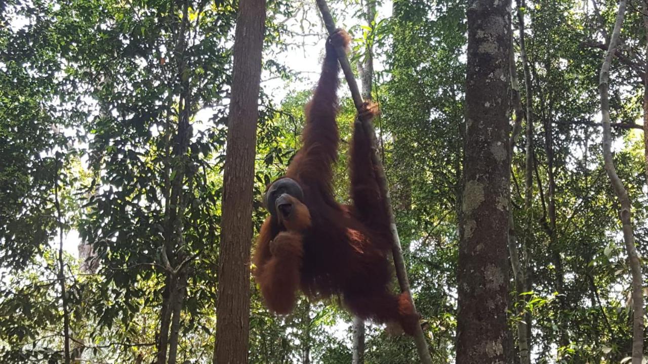 Lucky Bamboo'Bungalows-Resto And Orangutan Jungle Trekking Tours Букіт-Лаванґ Екстер'єр фото