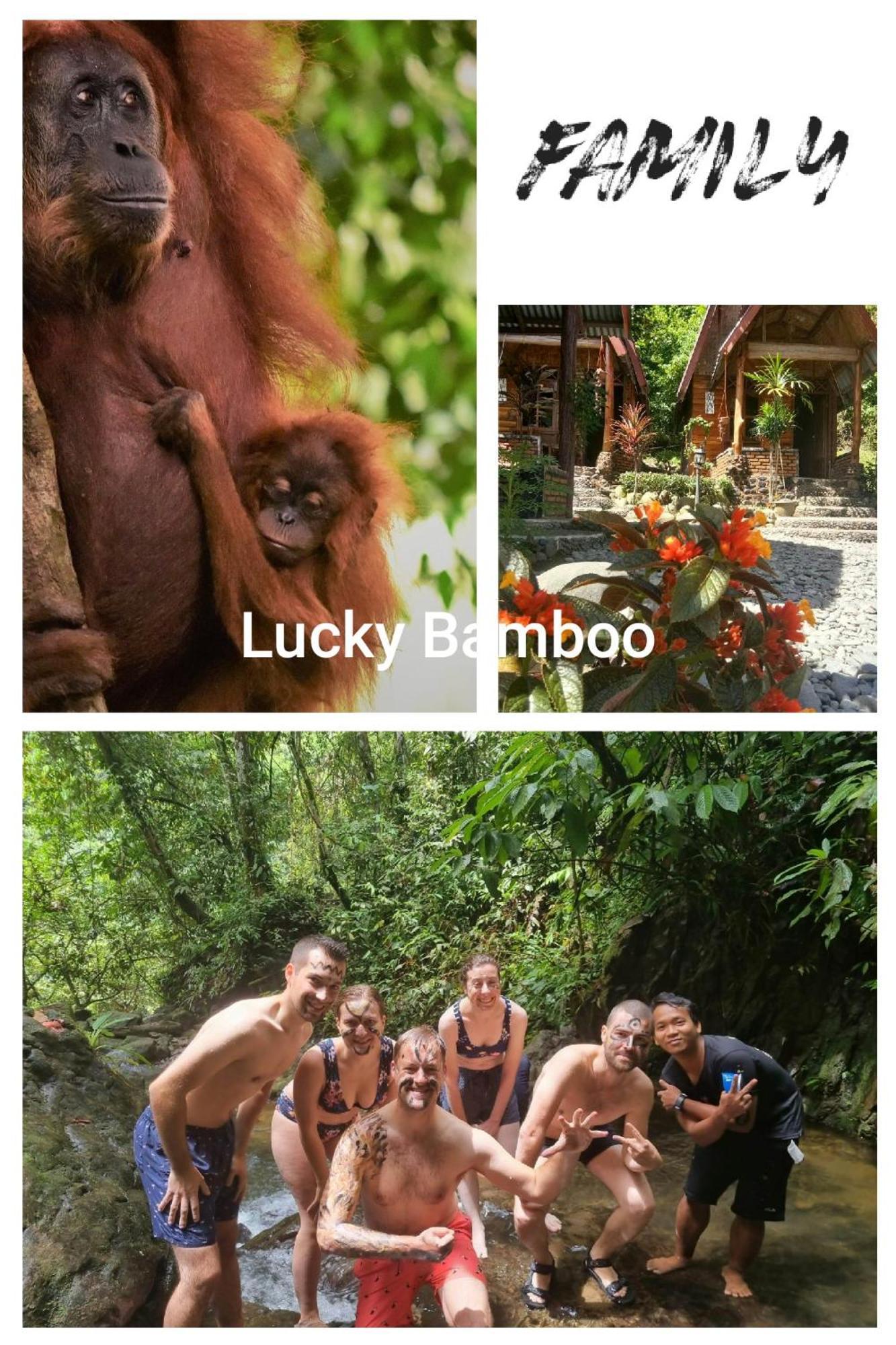 Lucky Bamboo'Bungalows-Resto And Orangutan Jungle Trekking Tours Букіт-Лаванґ Екстер'єр фото