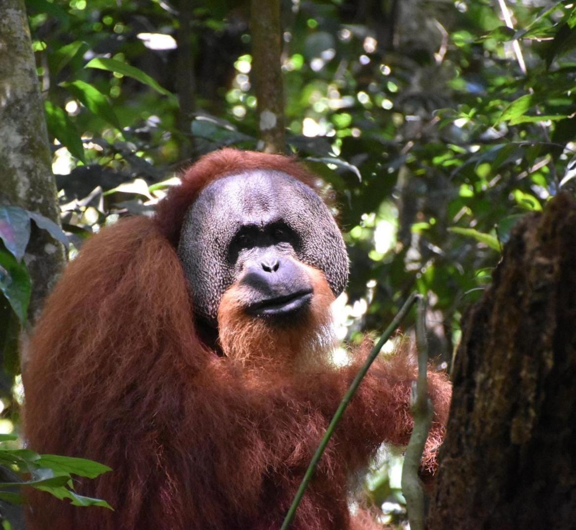 Lucky Bamboo'Bungalows-Resto And Orangutan Jungle Trekking Tours Букіт-Лаванґ Екстер'єр фото
