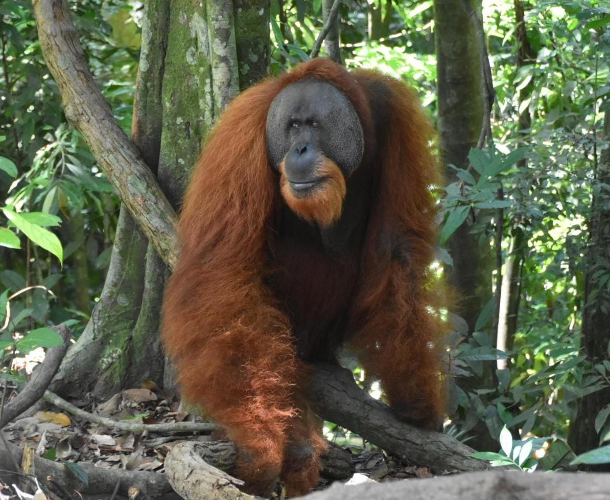 Lucky Bamboo'Bungalows-Resto And Orangutan Jungle Trekking Tours Букіт-Лаванґ Екстер'єр фото