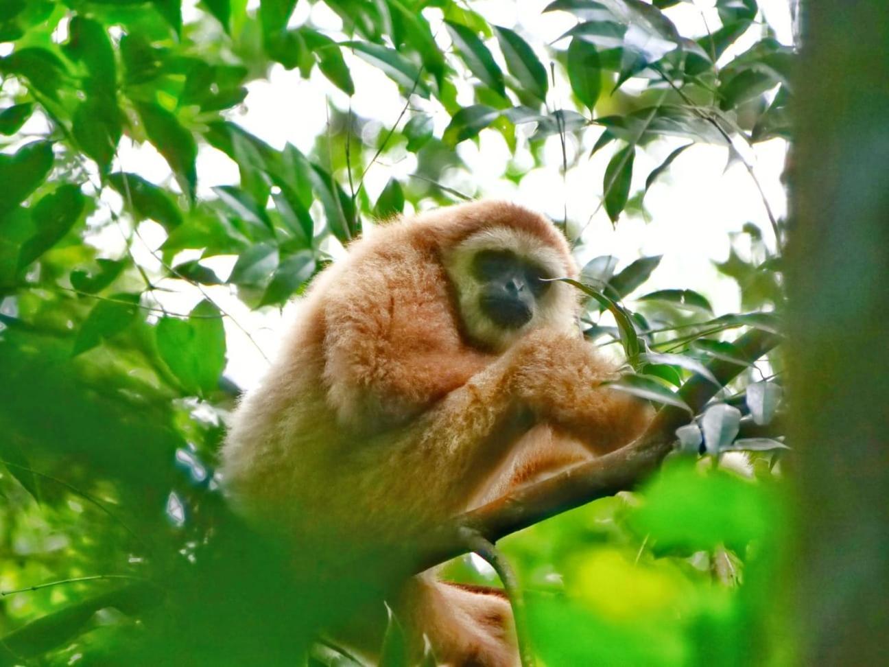 Lucky Bamboo'Bungalows-Resto And Orangutan Jungle Trekking Tours Букіт-Лаванґ Екстер'єр фото