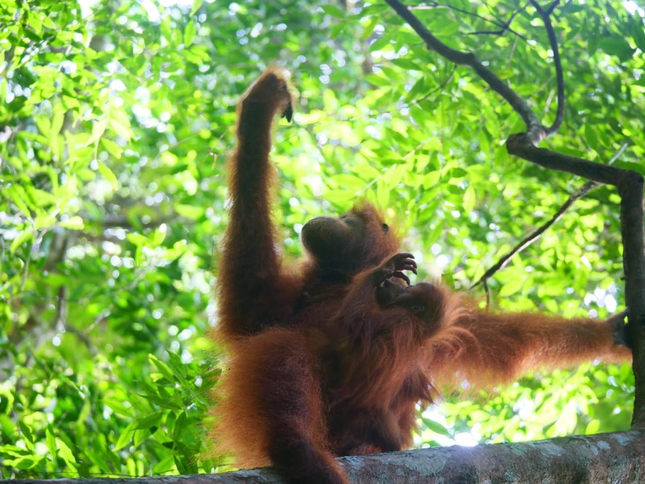 Lucky Bamboo'Bungalows-Resto And Orangutan Jungle Trekking Tours Букіт-Лаванґ Екстер'єр фото