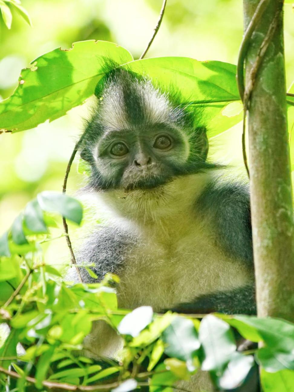 Lucky Bamboo'Bungalows-Resto And Orangutan Jungle Trekking Tours Букіт-Лаванґ Екстер'єр фото