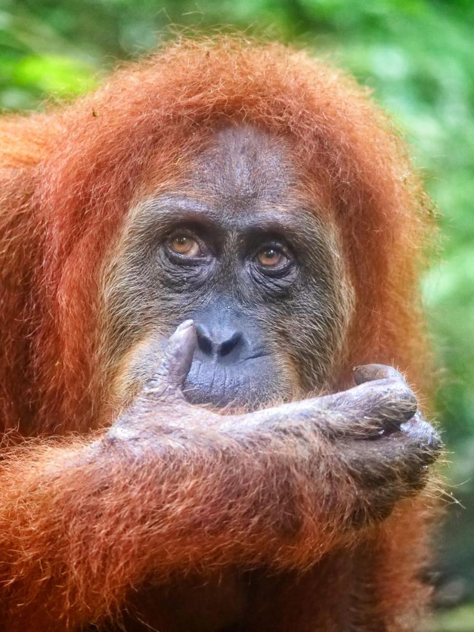 Lucky Bamboo'Bungalows-Resto And Orangutan Jungle Trekking Tours Букіт-Лаванґ Екстер'єр фото